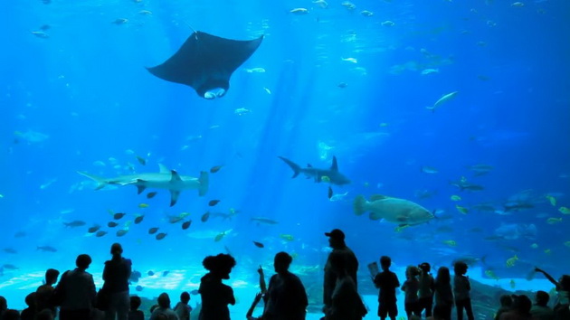 georgia aquarium Південний маршрут по США
