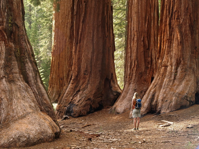 yosimite sequoiya