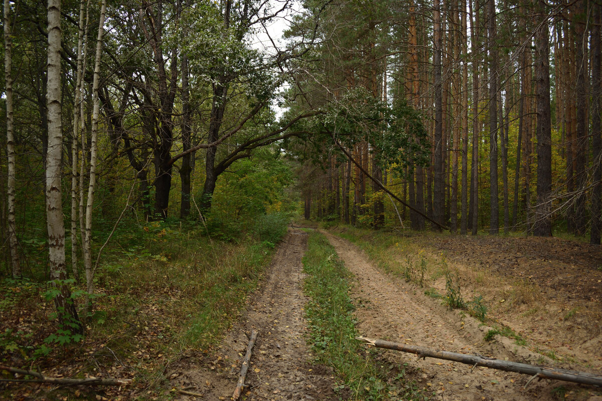  лісова дорога від річки Пішляйка до Бахметьєвського кордону.